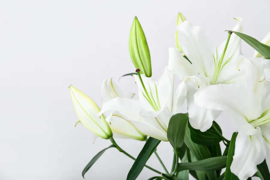 白い百合の花。死亡事故における損害賠償請求をイメージした写真